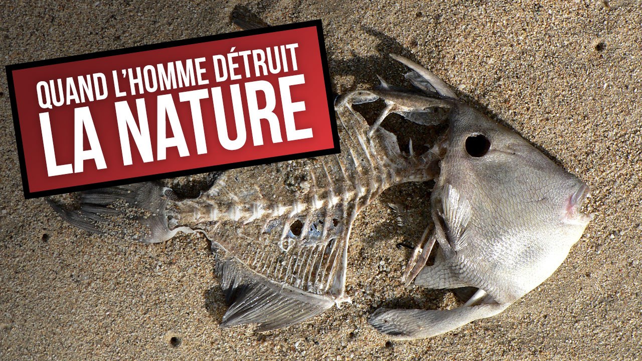Quand l'homme détruit la nature - DES CHIFFRES ET LE MONDE