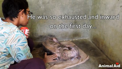 L'incroyable transformation d'un chien malade en Inde