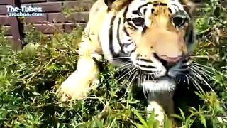 Siberian tiger Ozzy practices his ambush technique with (on?) his owner