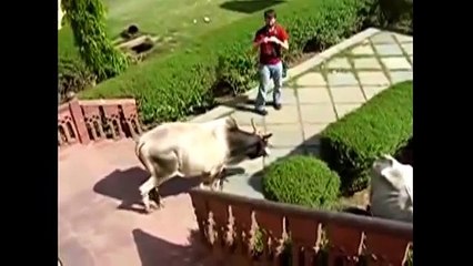 Amazing ability and Intelligence of Cow - Bakra Eid 2015- funny videos