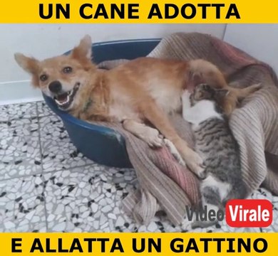 Un cane adotta e allatta un gattino