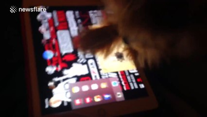 Cute Yorkshire Terrier plays game on iPad