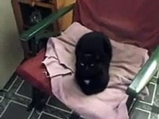 Some guy fell at some cats