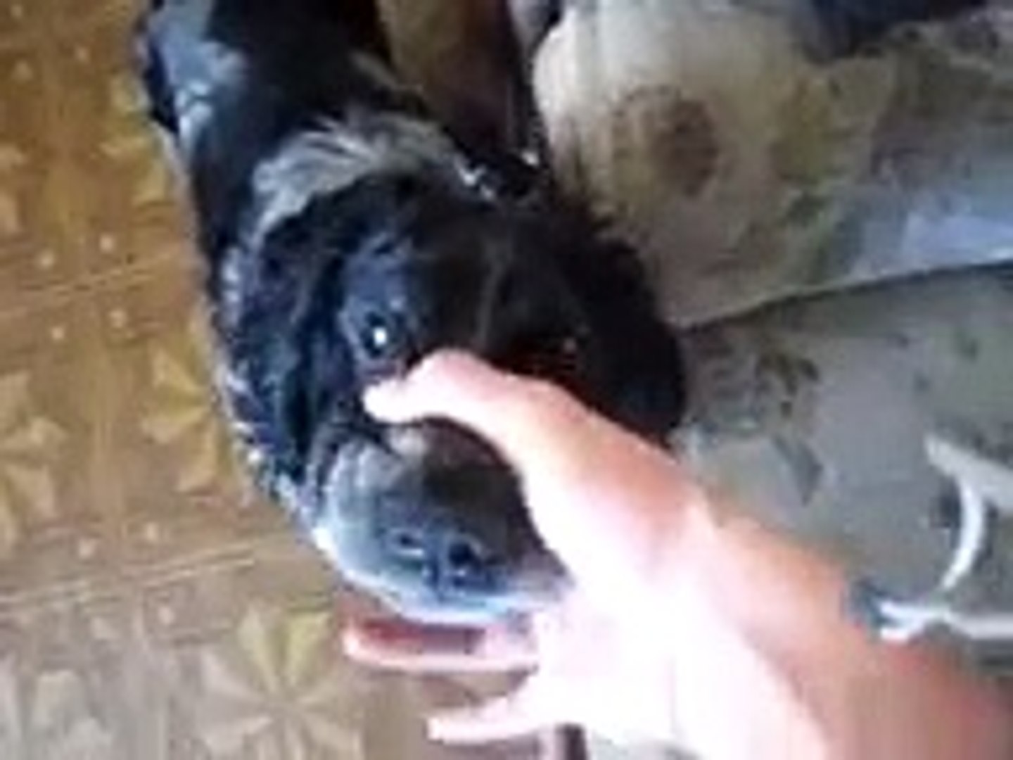 ⁣собака Бэ бэ бэээ