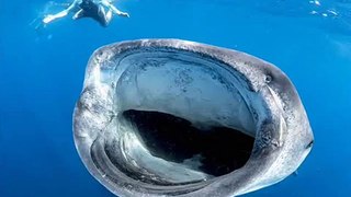 Whale shark about to eat diver off Cancun, Mexico