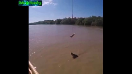 Enorme Cocodrilo Realizando Salto Increible | Amazing | Animals