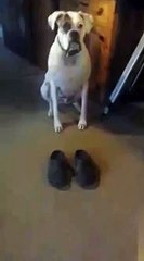 Dog walks in shoes by Enid Lemley via 4GIFs_com