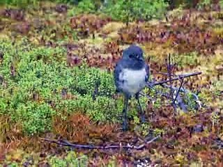 Menacé de disparition, le kakapo de Nouvelle-Zélande reprend des couleurs