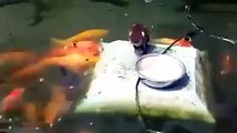 Un canard nourrit des poissons rouges... trop mignon
