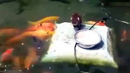 Download Video: Un canard nourrit des poissons rouges... trop mignon