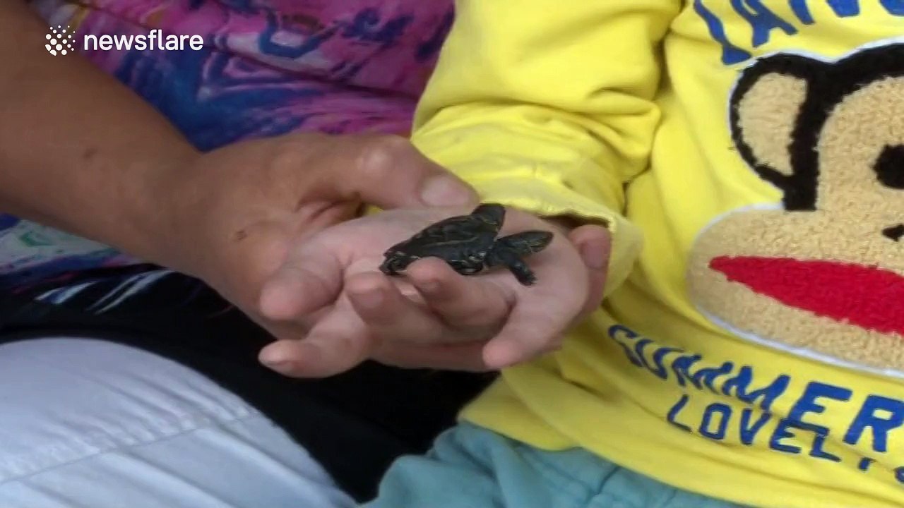 Turtle born with two heads