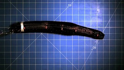 Un robot-ver plus vrai que nature !