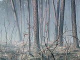 L'incendie près de Lacanau circonscrit, 650 hectares détruits