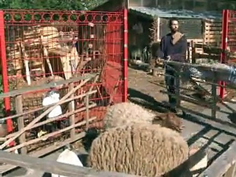 A Bagnolet, des moutons et des chèvres stars de la cité