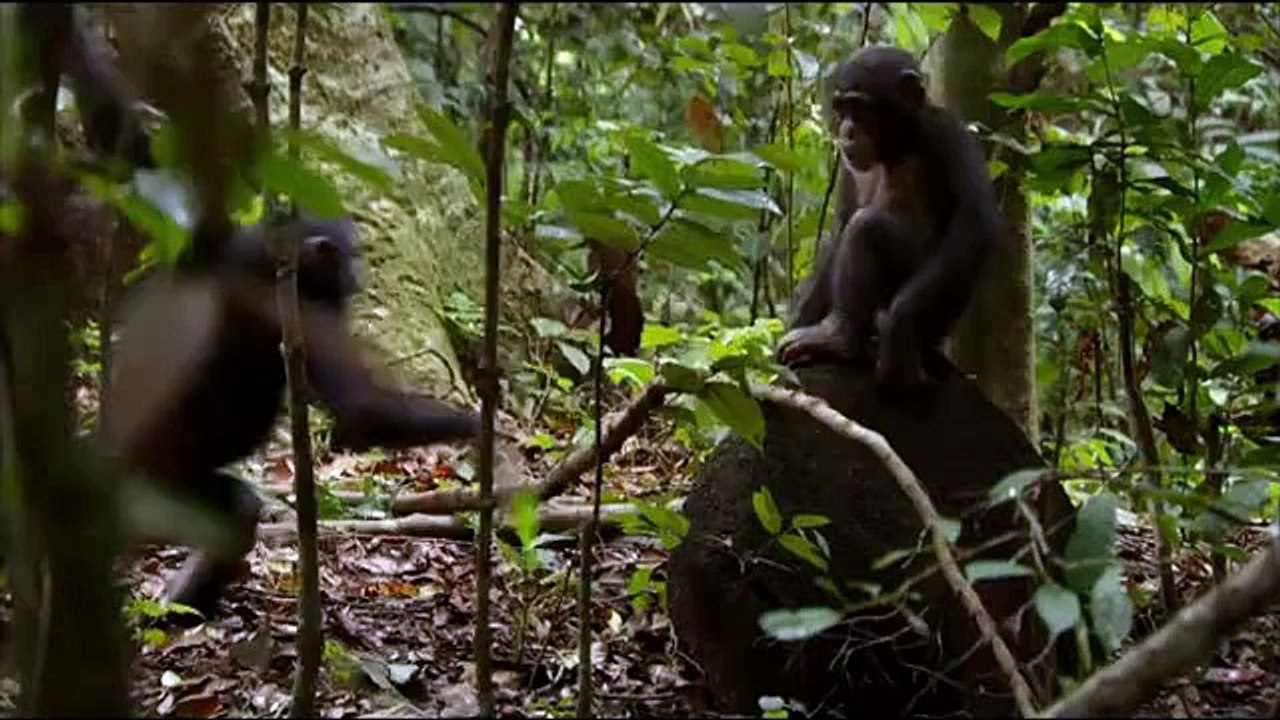 Chimpanzés