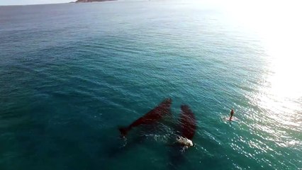 2 minutes de paddle au milieu des baleines