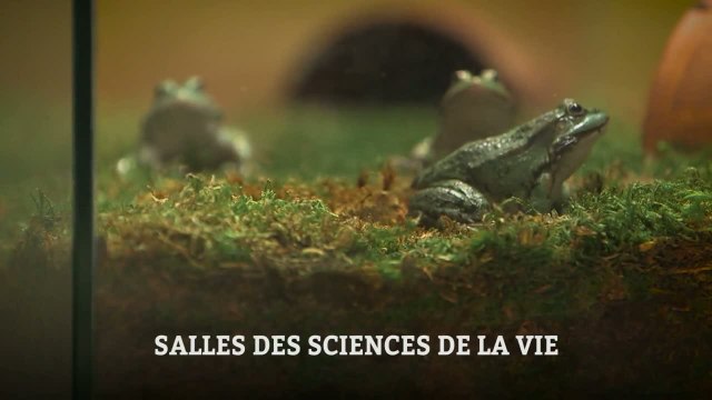 Salles des sciences de la vie
