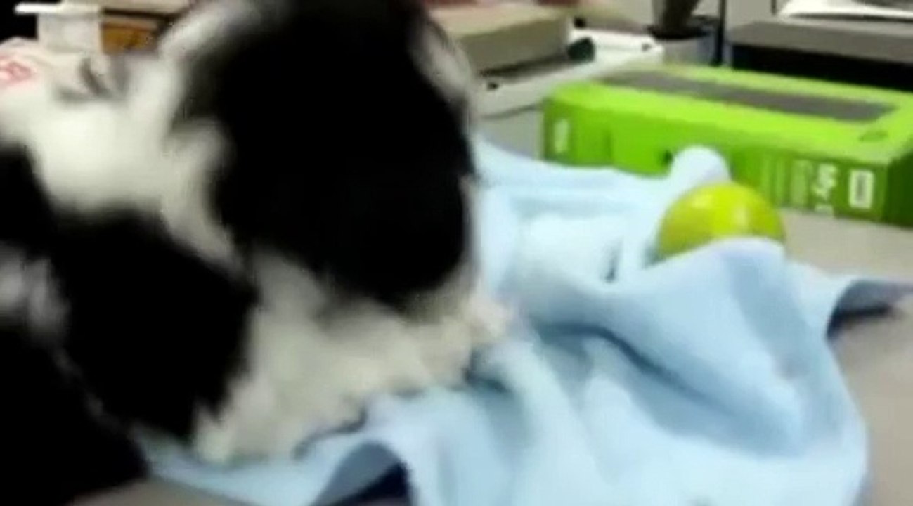 Combat : chiens VS citrons