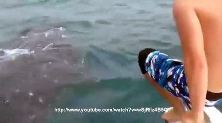 Un requin-baleine pour compagnon de plongée