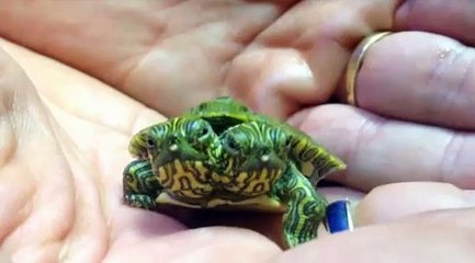 Une tortue à 2 têtes… et 2 personnalités!