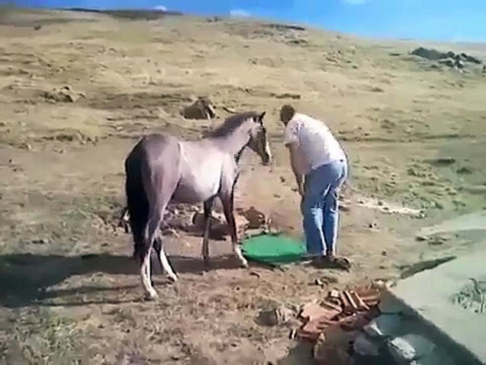 Amazing Miracle Horse Man Is Offering Prayer And Horse Too 2 Other Guys Are Watching This Scene