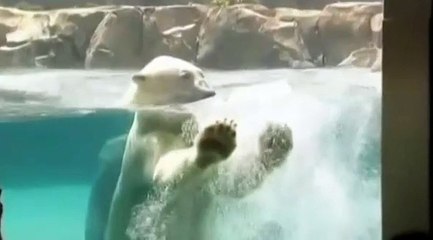 Un ours polaire joue avec un gros glaçon !