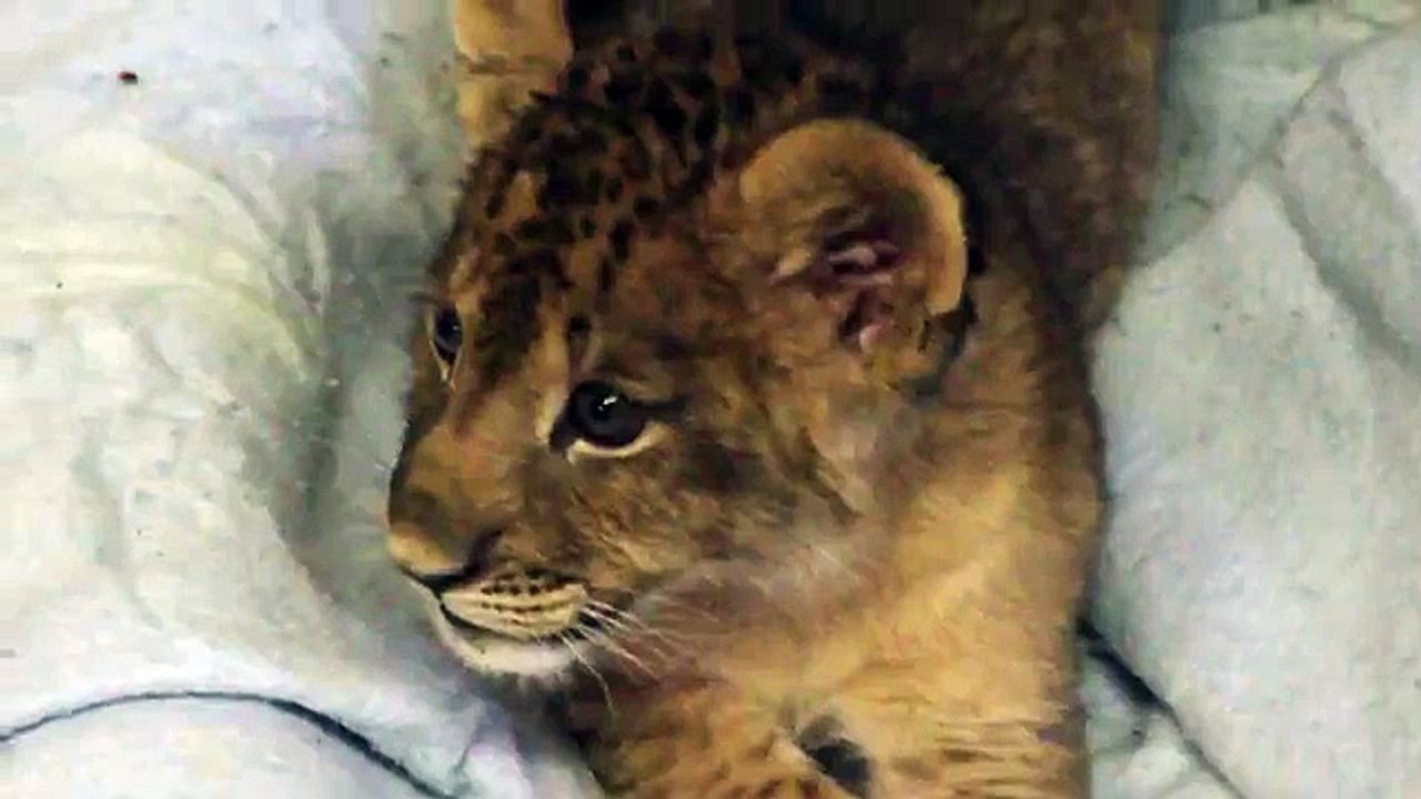 Un lionceau rugit