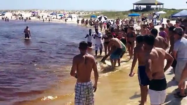 Un requin-marteau donne naissance sur la plage