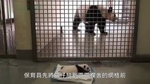 Une maman panda retrouve son bébé