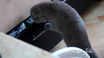 Un chat voleur prit sur le vif