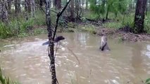 Un kangourou tente de noyer un chien