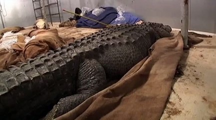 Il a capturé un alligator monstrueux