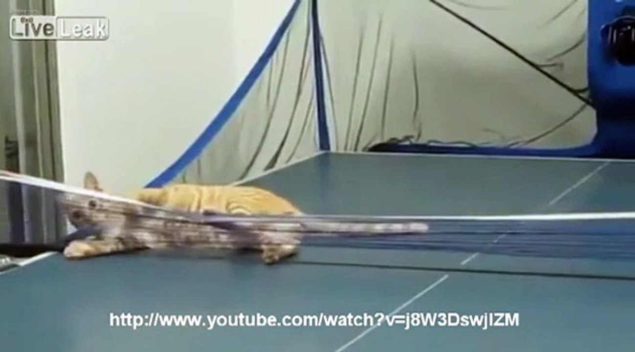 Un chat pongiste!