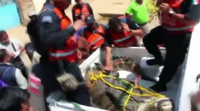 Chasse aux crocos dans les rues d'Acapulco