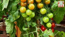 Le TomTato, ou la plante qui produit tomates et pommes de terre