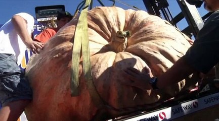 Une citrouille de 900 kilos !