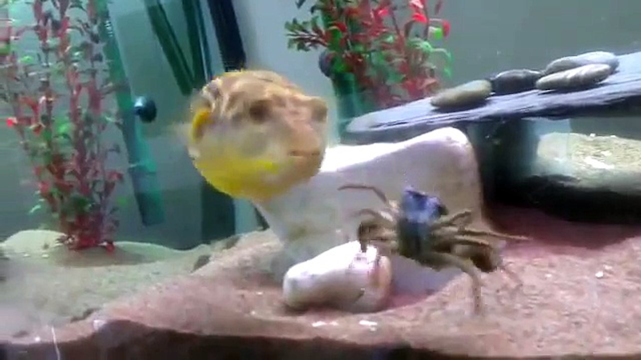 Ecrevisse vs. Poisson