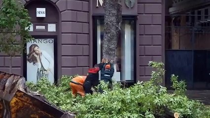 Ils font tomber un arbre... sur une passante !