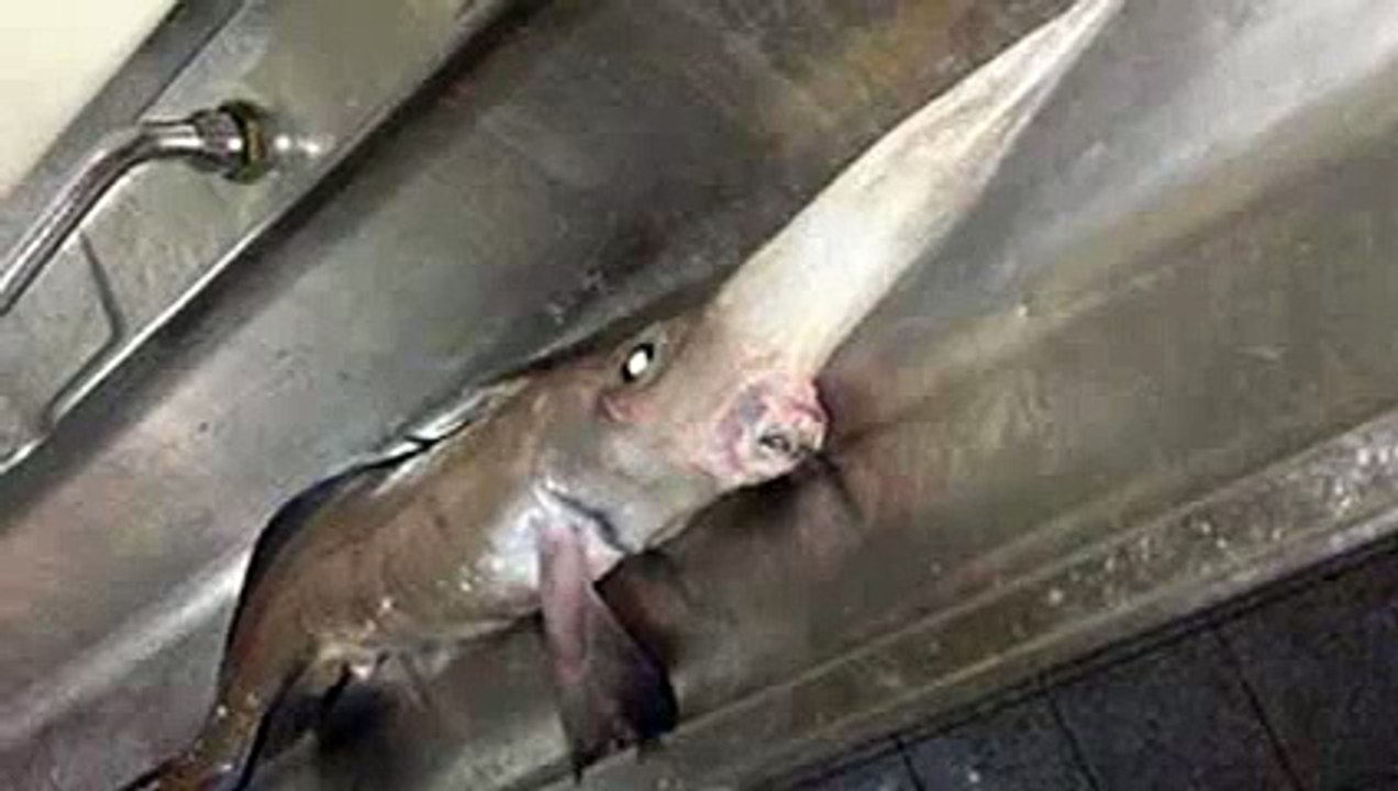 Découvrez la chimère à long nez, cet étrange poisson