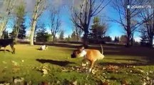 Un chien heureux sur deux pattes