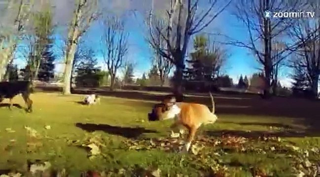 Un chien heureux sur deux pattes