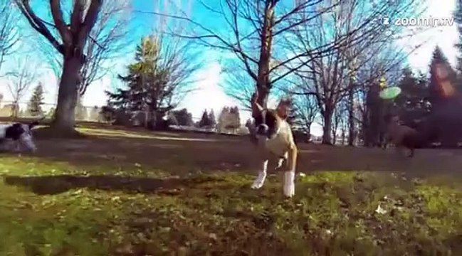 Un chien à deux pattes qui donne une leçon de joie