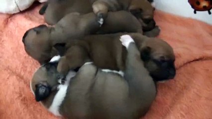 6ème  vidéo Chiot n°3 de la 22ème portée de STAFFORDLAND