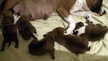 4ème  vidéo Chiot de la 22ème portée de STAFFORDLAND