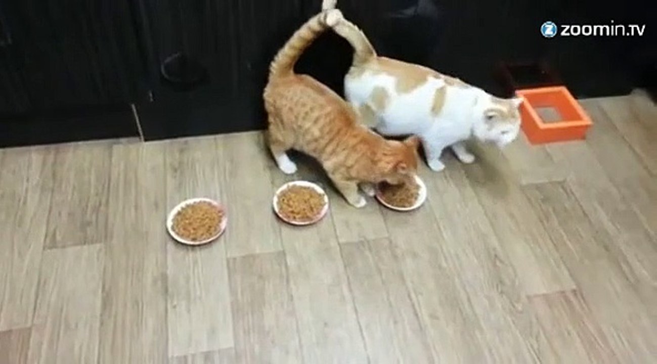 Un chat pas très partageur