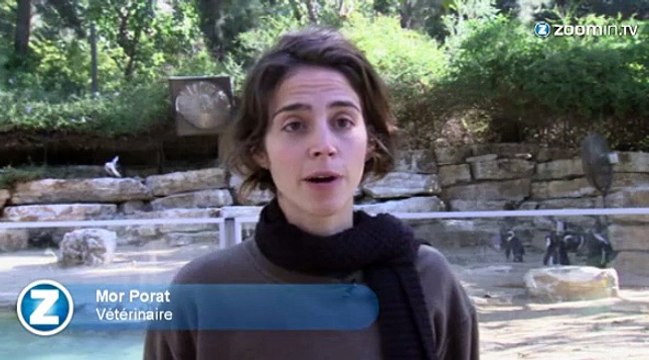 Des pingouins homosexuels au zoo de Tel-Aviv