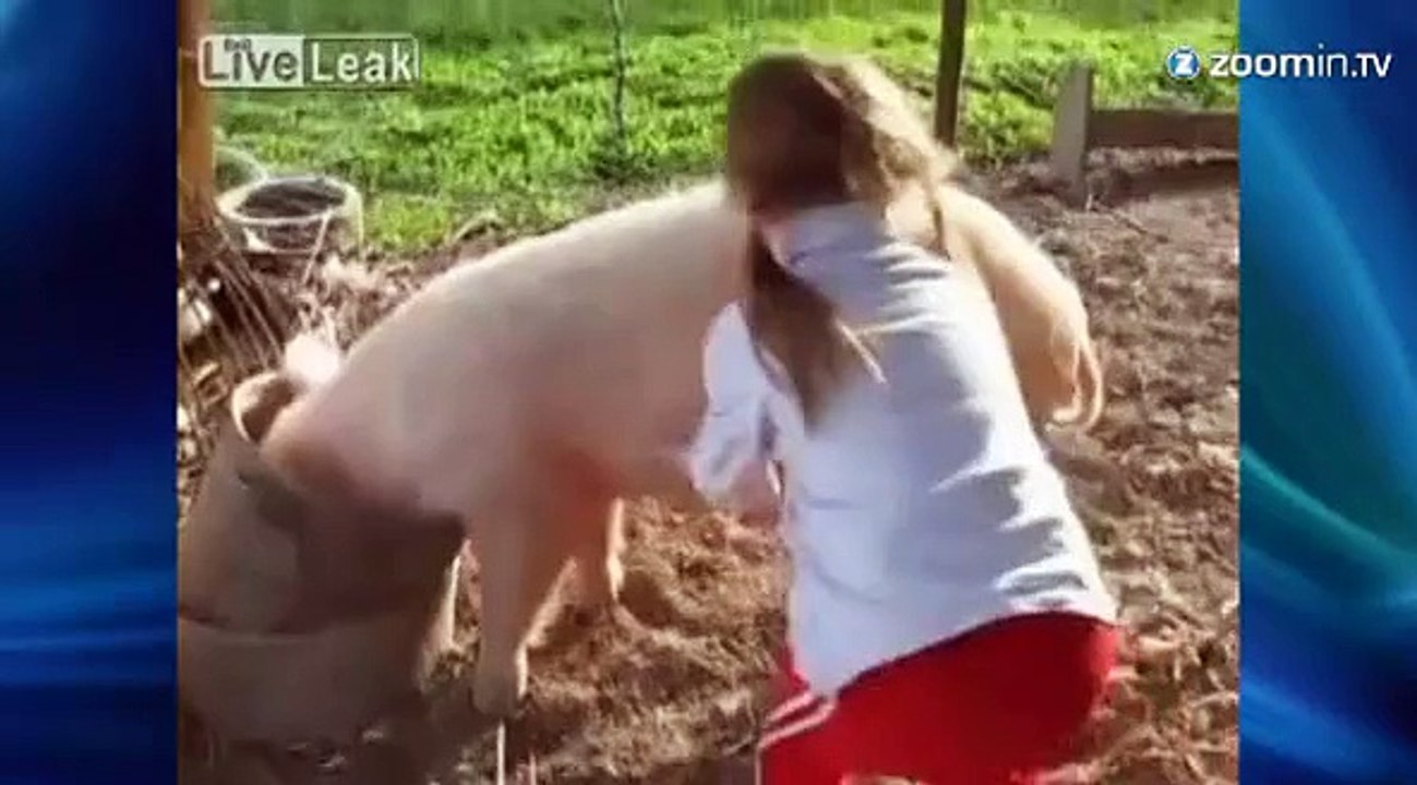 Un cochon chatouilleux !
