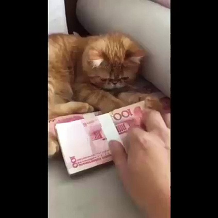 cat very funny