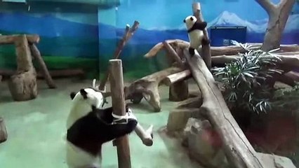 Yuan Zai, le bébé panda qui émeut Taïwan