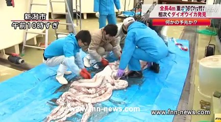 Un calamar géant pêché au Japon